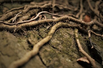 Roots on a rock