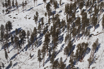 Aerial View of Pine Trees on Snow Covered Ground