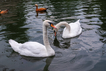 Two Graceful white Swans swimming in the lake, swans in the wild