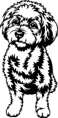 Cavachon Dog Breed - Pet Vector Cut file, Dog Silhouette Stencil - Cricut file