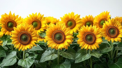 A field of bright yellow sunflowers surrounded by lush green leaves, showcasing the beauty of nature in full bloom.