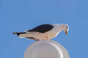 Gaviota posando sobre un edificio