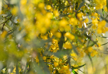 Planta de mimosas floreciendo con flores amarillas