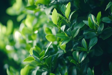 Fototapeta premium Lush Boxwood Shrub in a Park Garden: A Focus on Green Foliage and Everlasting Beauty