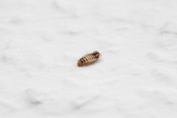 Varied carpet beetle larva (Anthrenus verbasci) on a white background. A pest of domestic houses and museums. The insect has fine hairs that can cause allergic reactions after contact.