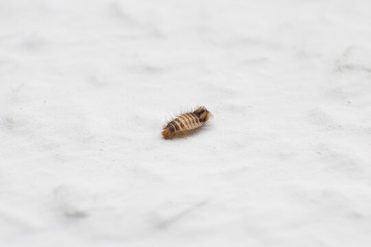 Varied carpet beetle larva (Anthrenus verbasci) on a white background. A pest of domestic houses and museums. The insect has fine hairs that can cause allergic reactions after contact.