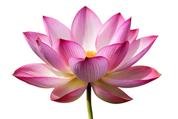 beautiful lotus flower image isolated on transparent