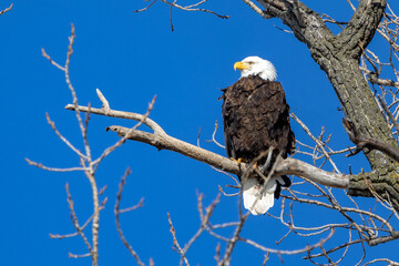 bald eagle on a branch