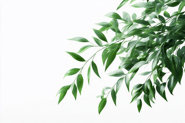 Fototapeta premium Elegant green leaves extend from the top right against a white background. This minimalistic botanical image is ideal for nature themes, eco-friendly concepts, and design backgrounds.