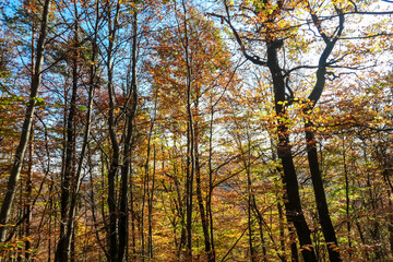 Sunlight filters through colorful canopy as trail meanders through forest in Ratsch, Austria. Fallen leaves blanket the ground, creating a picturesque autumn scene, capturing nature's seasonal beauty.