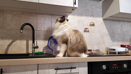 Fluffy cat explores cozy kitchen space while seeking attention in a calm afternoon setting