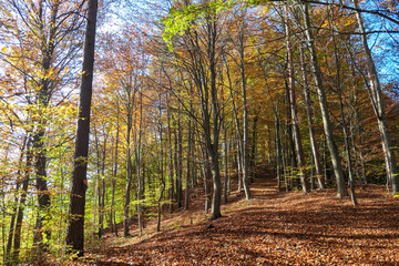 Fototapeta premium Sunlight filters through colorful canopy as trail meanders through forest in Ratsch, Austria. Fallen leaves blanket the ground, creating a picturesque autumn scene, capturing nature's seasonal beauty.