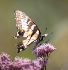 Butterfly Wildflowers Insects Pollinators