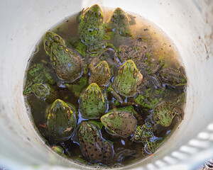 Frogs in a Bucket Many Frogs
