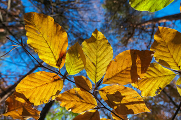 Colorful beech leaves glow against the sky in Ratsch an der Weinstrasse, Styria, Austria. Sunlight filters through the foliage, creating a vibrant autumn scene. Leaves are a mix of yellow and green