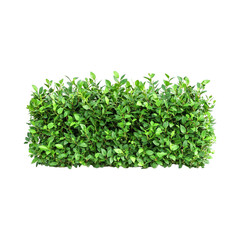 Obraz premium Lush Green Hedge Vibrant Nature Tranquil Garden Beautiful Greenery