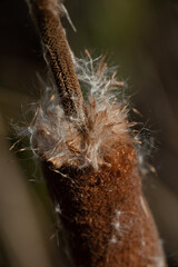 Plants Vegetation Cat Tails Cattail
