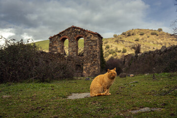Beautiful cat close to a derelict church. Run down church. Abandoned village in Vea, Soria, Spain....