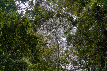 Color: Amazon green, jungle and forests