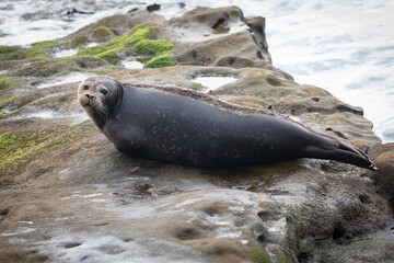 Sea Lions Seals La Jolla Beach