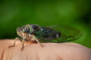 Cicadas Bugs Insects Cicada