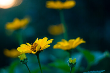 floral background, yellow flowers
