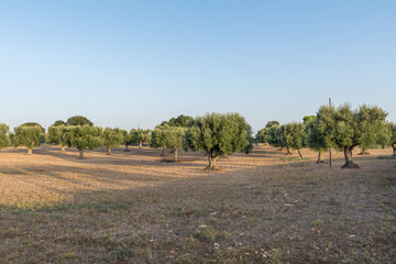 Old olive trees grove in Puglia
