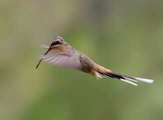Rabo branco acanelado (Phaethornis pretrei) lindo beija flor em pleno voo sob um fundo desfocado