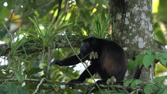 Costa Rica wildlife. Mantled Howler Monkey Alouatta palliata, in nature habitat. Black monkey sitting in the forest. Animal in Costa Rica national park, Braulio Carrillo National Park, monkey forest.