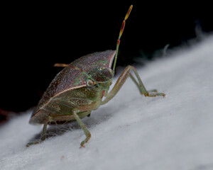 Brown marmorated stink bug