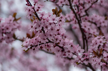 Canadian black plum Prunus nigra light pink flowers in bloom, beautiful flowering ornamental shrub with brown red leaves