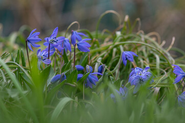 Scilla siberica blue flowers in bloom, Siberian wood squill flowering plant in the grass in the park