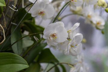 Rare Orchid flowers. Colorful Orchid flowers