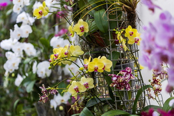 Rare Orchid flowers. Colorful Orchid flowers