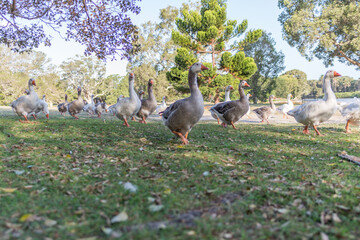Ducks view at Centennial Park