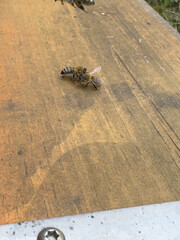 Two honey bees on a wooden hive entrance, engaging in social interaction. Vital pollinators for ecosystems and agriculture, supporting biodiversity and honey production.