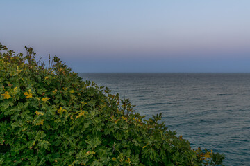 Bush and sea sunset in Puglia