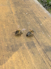 Two honey bees on a wooden hive entrance, engaging in social interaction. Vital pollinators for ecosystems and agriculture, supporting biodiversity and honey production.