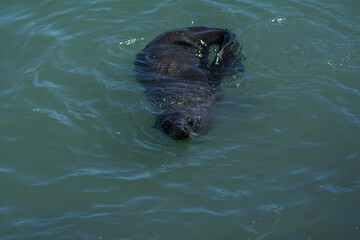 Sea lion swimming at Oamaru