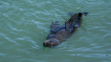 Naklejka premium Sea lion swimming at Oamaru, nz