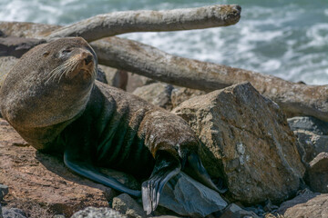 Fur seal (sea lion) on rocks at shore