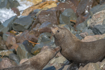 Fur seal (sea lion) on rocks at shore