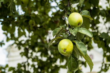 Green apples ripen on branches surrounded by dense foliage on a sunny day.