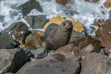 Naklejka premium Fur seal (sea lion) on rocks at shore