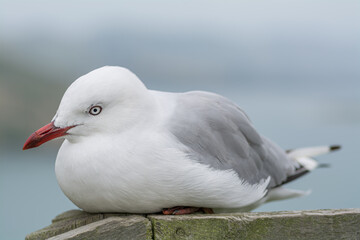 Seagull nesting