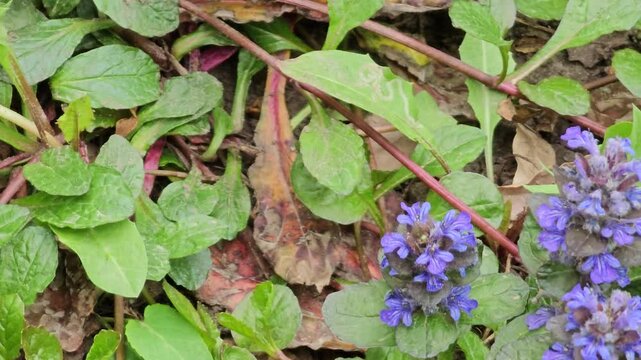 Creeping bugle, Latin Ajuga reptans, in the wind. It is used in folk medicine for asthma, as well as to speed up recovery.
