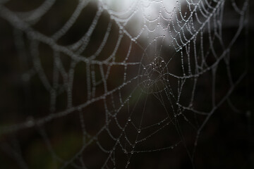 Spiderweb