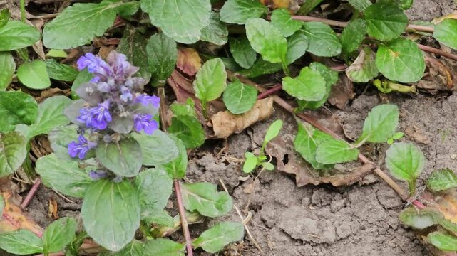 Creeping bugle, Latin Ajuga reptans, in the wind. It is used in folk medicine for asthma, as well as to speed up recovery.
