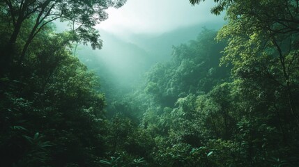 Fototapeta premium Misty Green Forest Landscape with Sunlight Beams