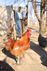 A bright brown rooster confidently walks through a rural farmyard under a clear blue sky. Nearby, several hens are visible, pecking at the ground while enjoying the warm sunshine in an outdoor setting